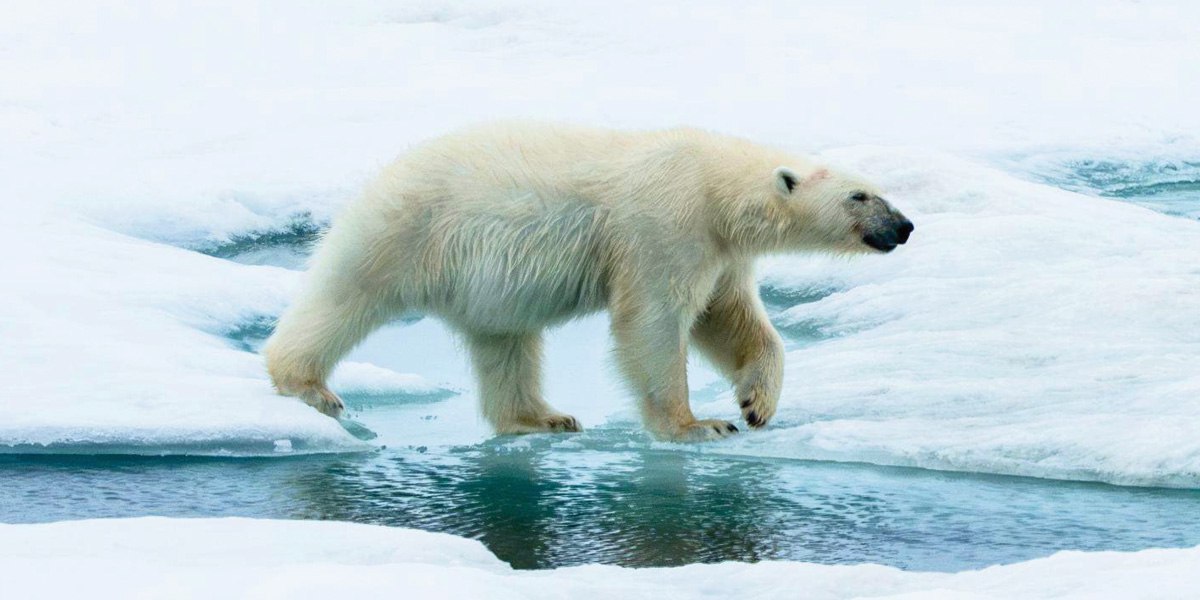 Bear_1200х600.jpg