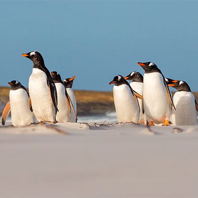 Saunders-Island-FALKLAND.jpg