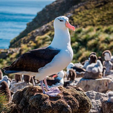 West-Point-Island-FALKLAND.jpg